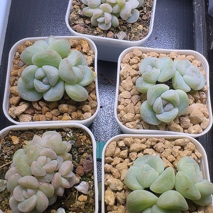 多肉植物一物一拍