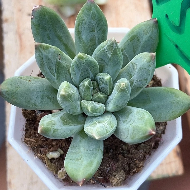 多肉植物雨花石753