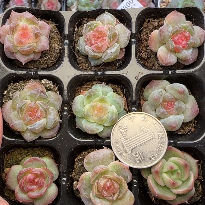 【满19.9包邮非偏远】824九棵卡拉米