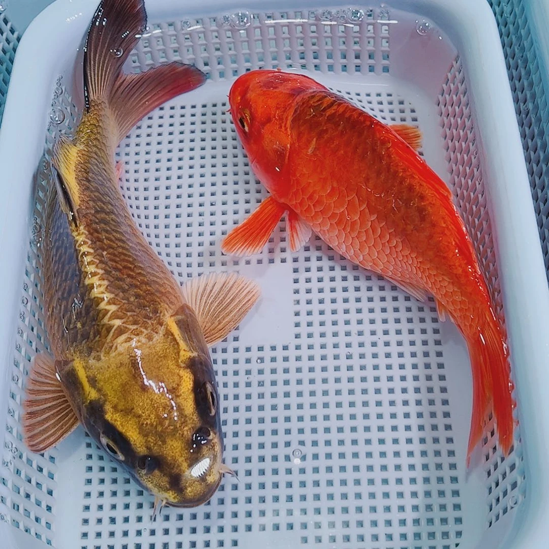 锦鲤锦鲤冷水鱼观赏101