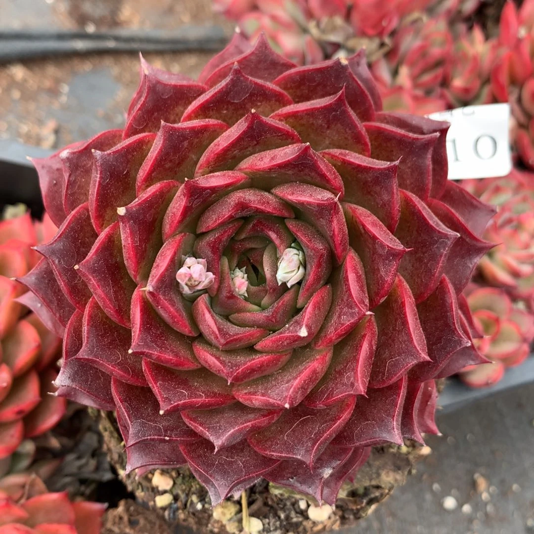 3510杂交精品基地9.5厘米