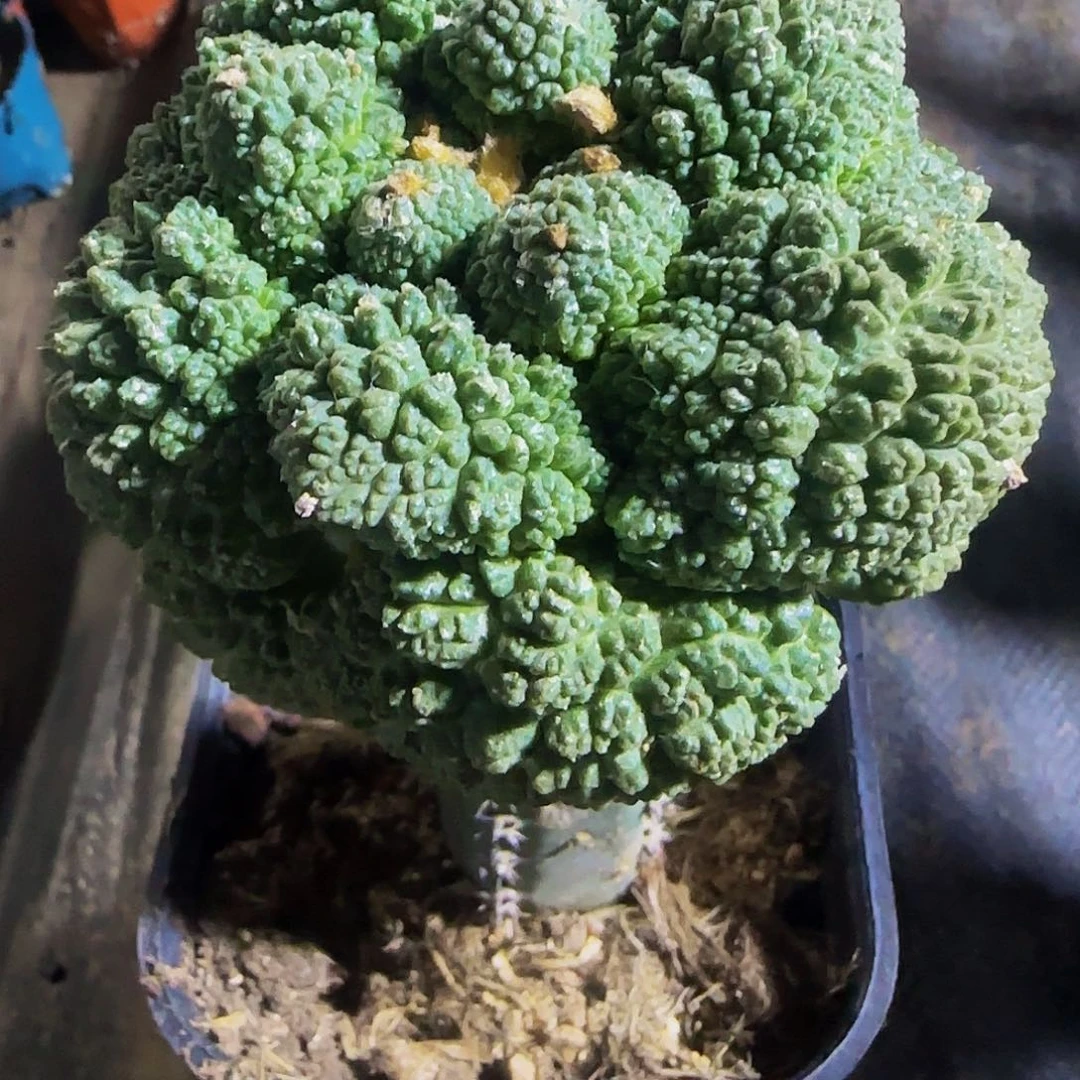 大尤菜花887。