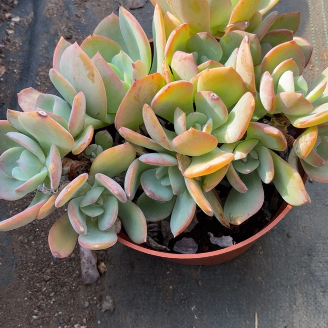 【闪购商品】无花朵哈*?