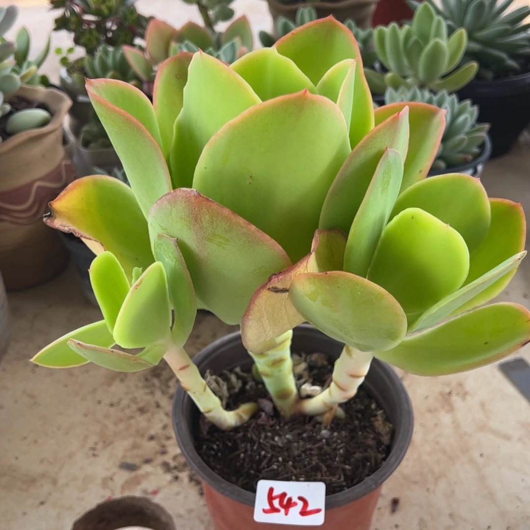 【闪购商品】柠檬卷。542。1111111