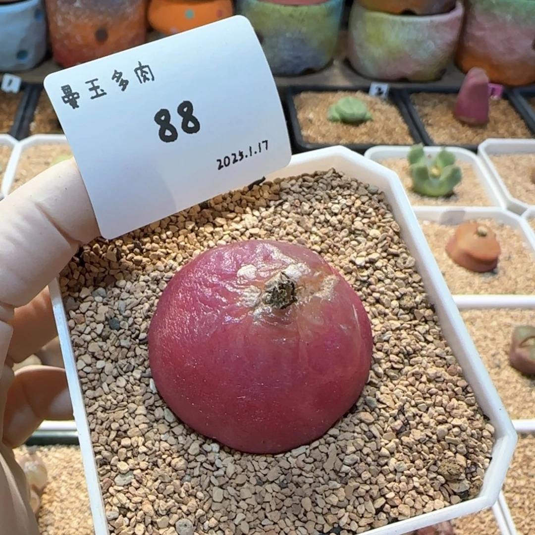 啊****呜多肉多肉多肉1.17-088