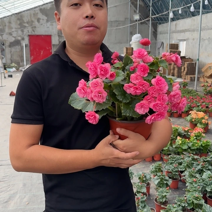 大部分花苞少量开放爱情粉180母本