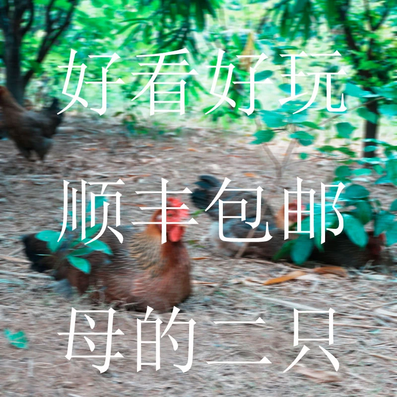 （包活发顺丰）2只母的能下蛋好养活宠物鸡