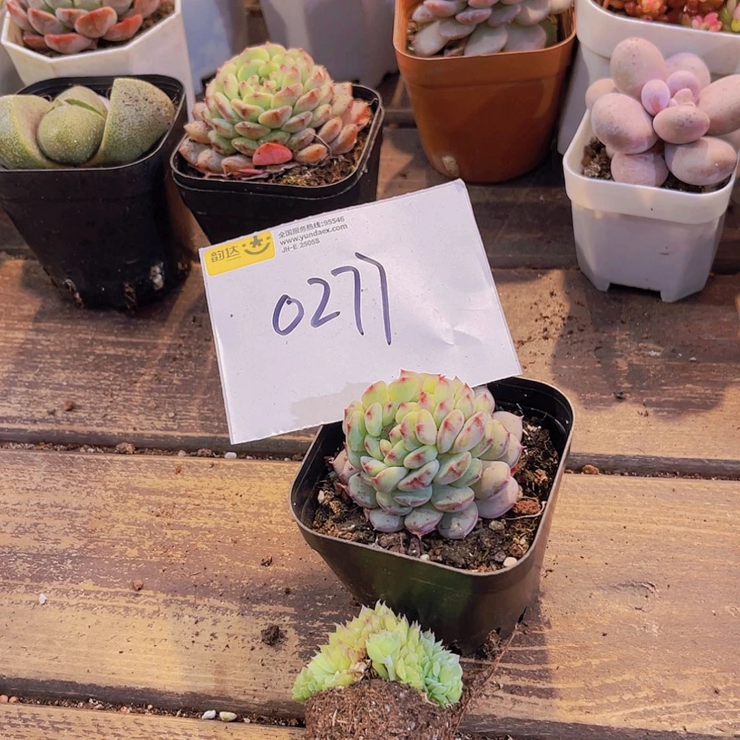 一物一拍0277福利套餐