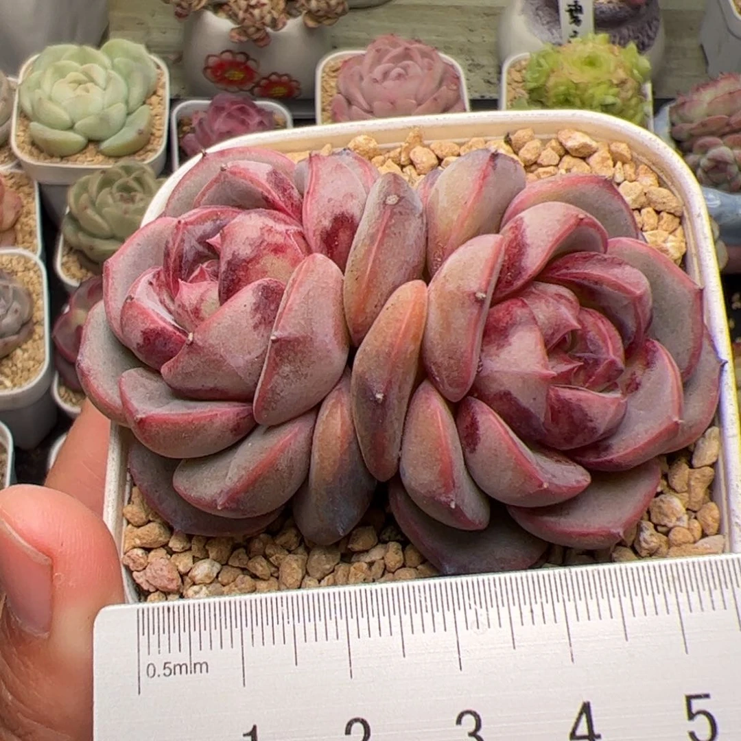 377 多肉植物组合盆栽