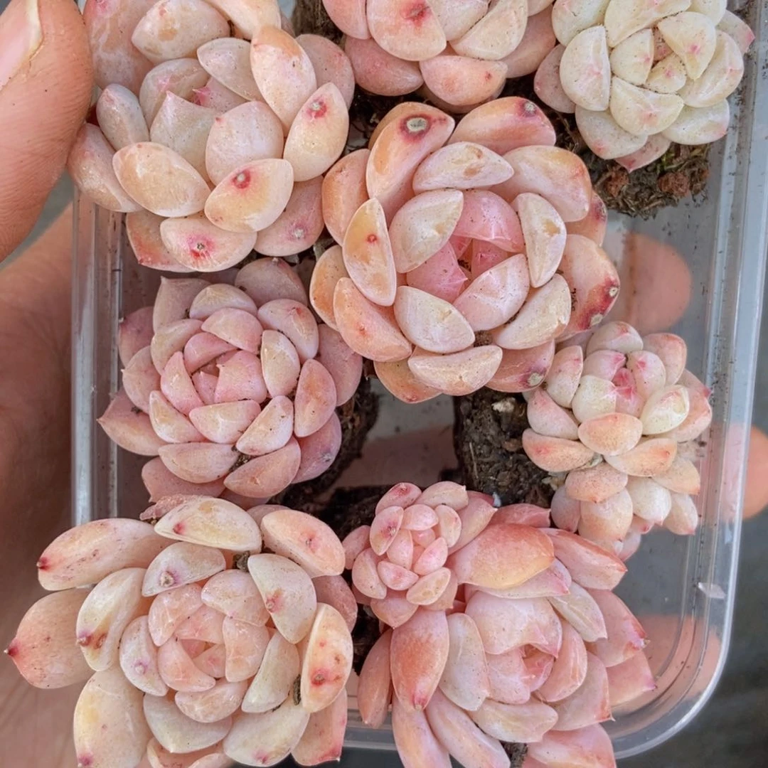 春泥家框拍链接R30