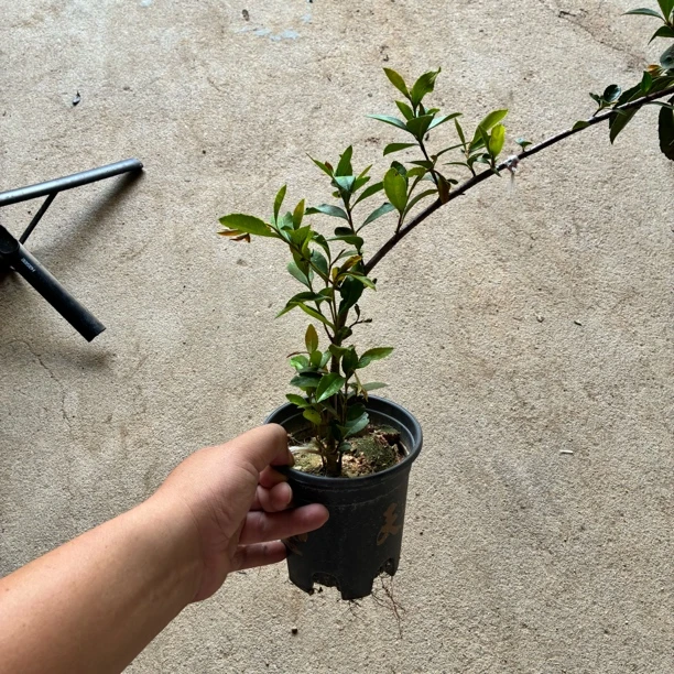海岛春花/海岛上面挖下来换盆的熟桩/便宜处理