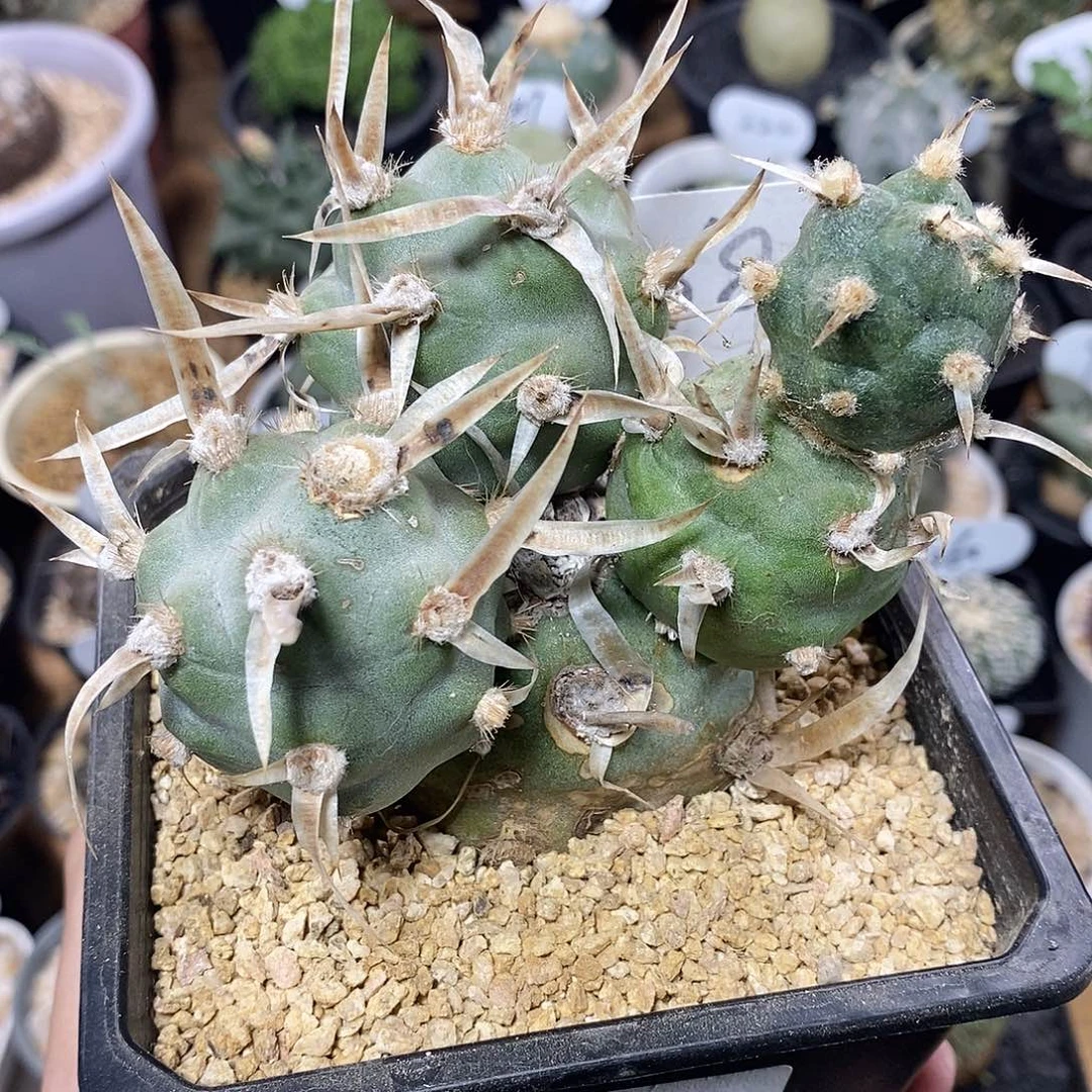 群生武藏野68号8.8cm