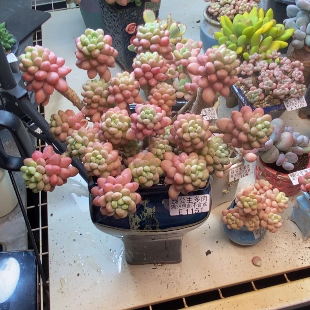 151鱼子酱多肉20c m