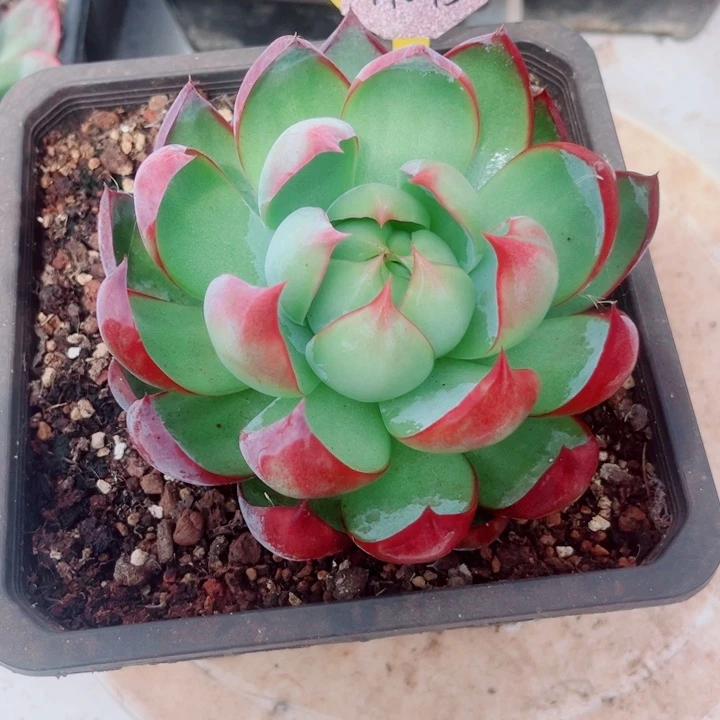 梨***_惊鸿仙子多肉植物A45