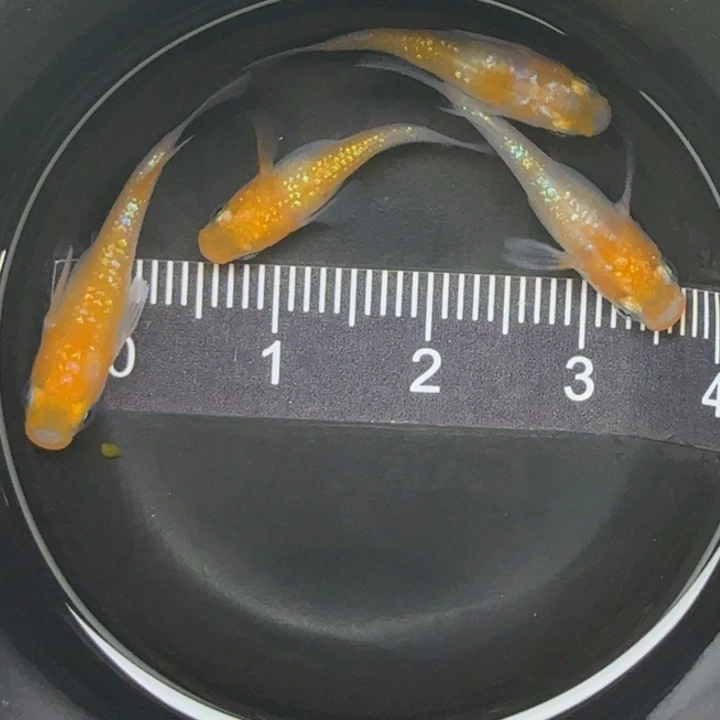 青鳉鱼短球体王华19号