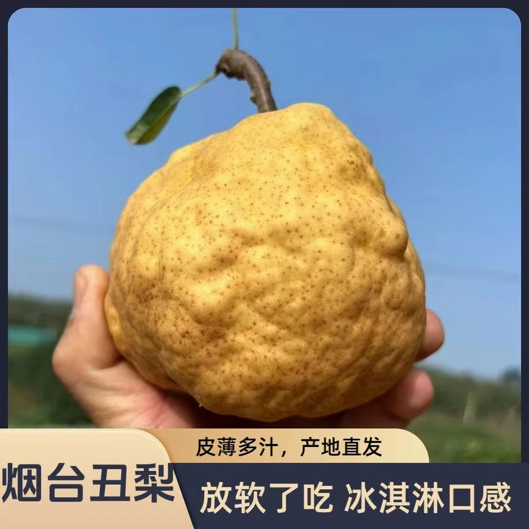 2025新鲜丑梨冰激凌梨啤梨整箱包邮太婆梨中华丑梨放软了吃的梨