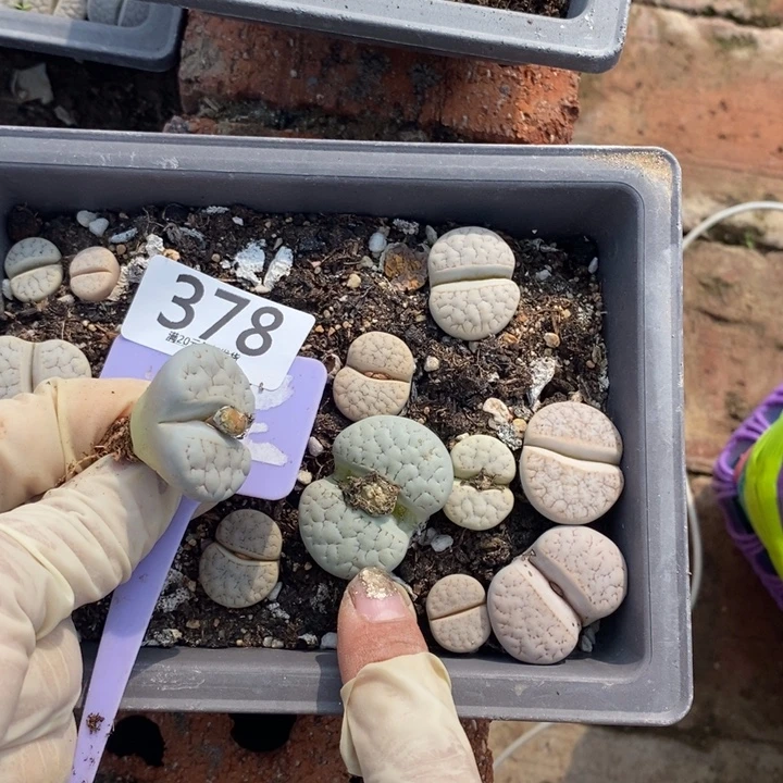 m***鱼生石花等植物的生长发育378