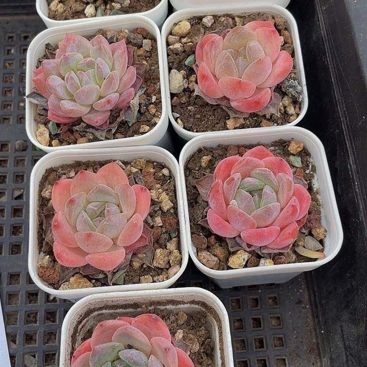 蓉珍4.8带盆土发货