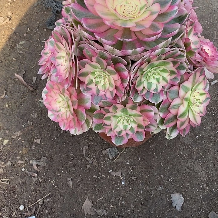 涛***a多肉植物倾城974多肉