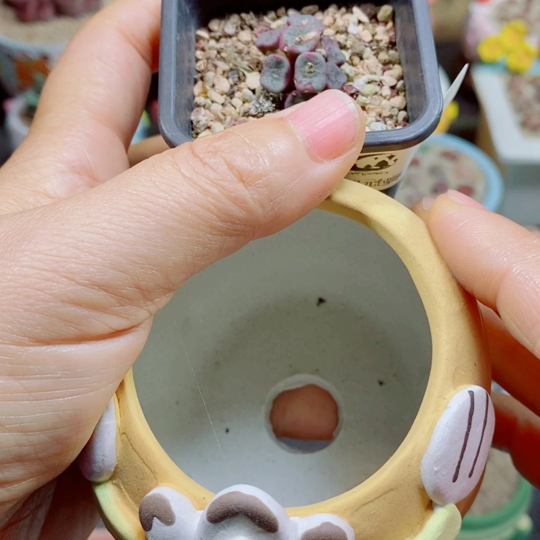 平***我生石花花花花花花209