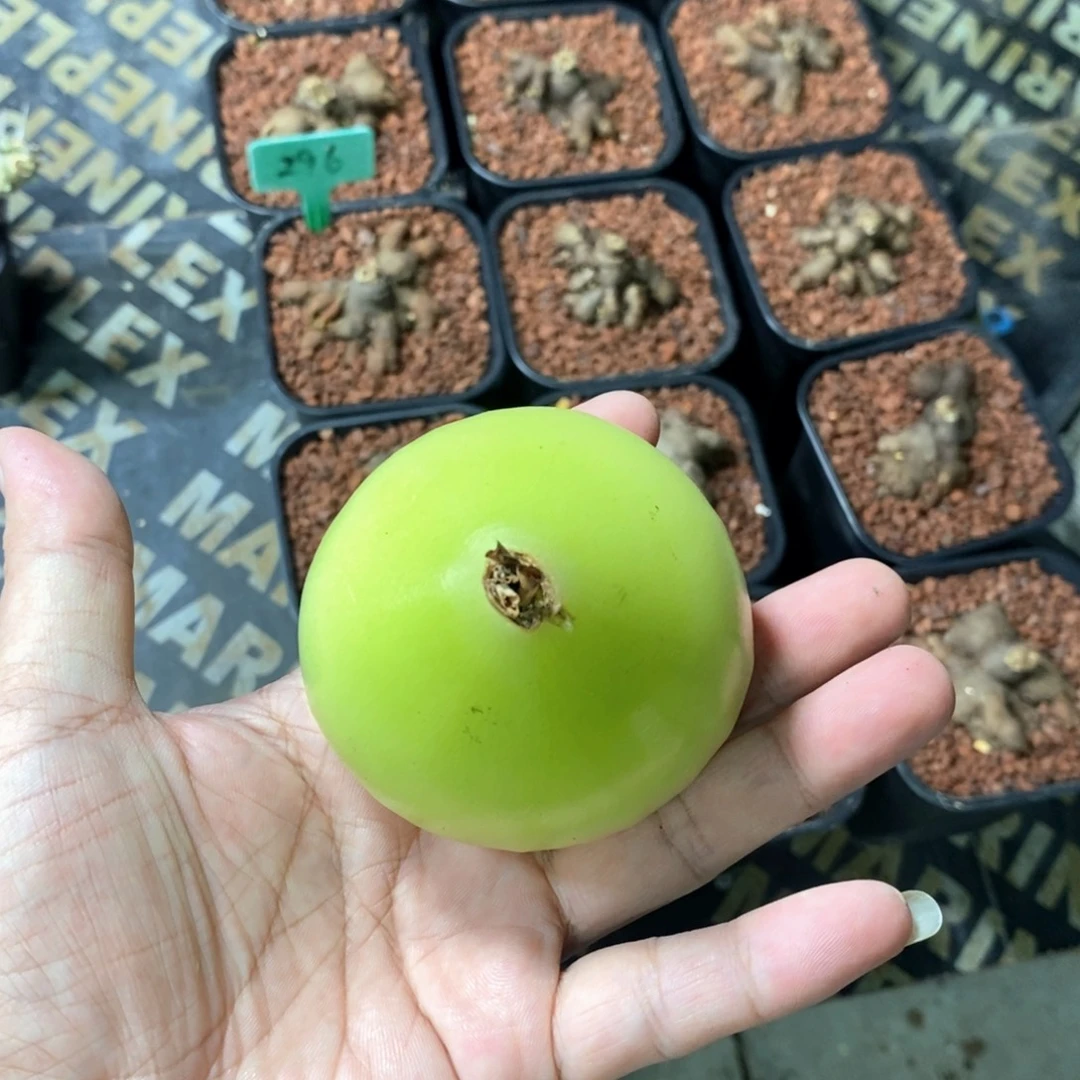 大仓角殿多肉植物
