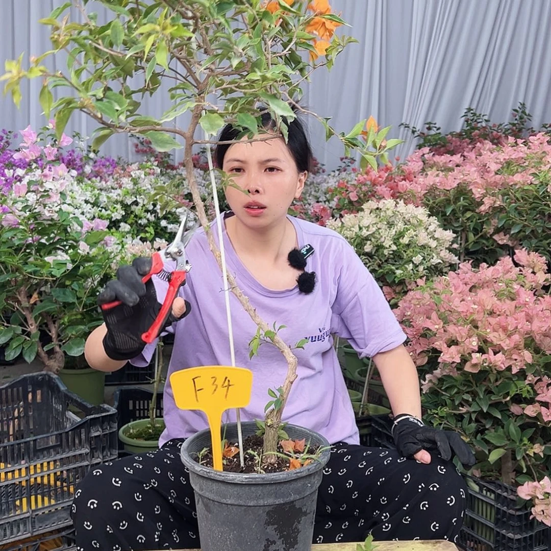 铃***铃完全开放F34橙桑巴
