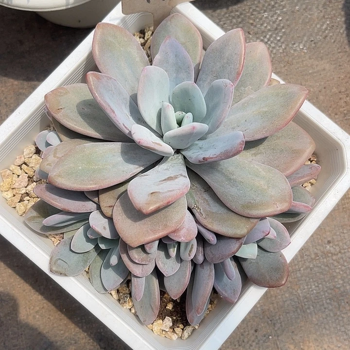 晨语多肉，一物一拍雪桃118