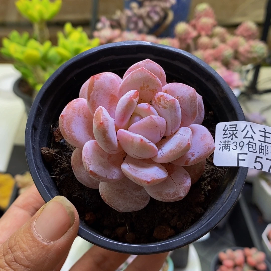 574冰糕5cm多肉植物