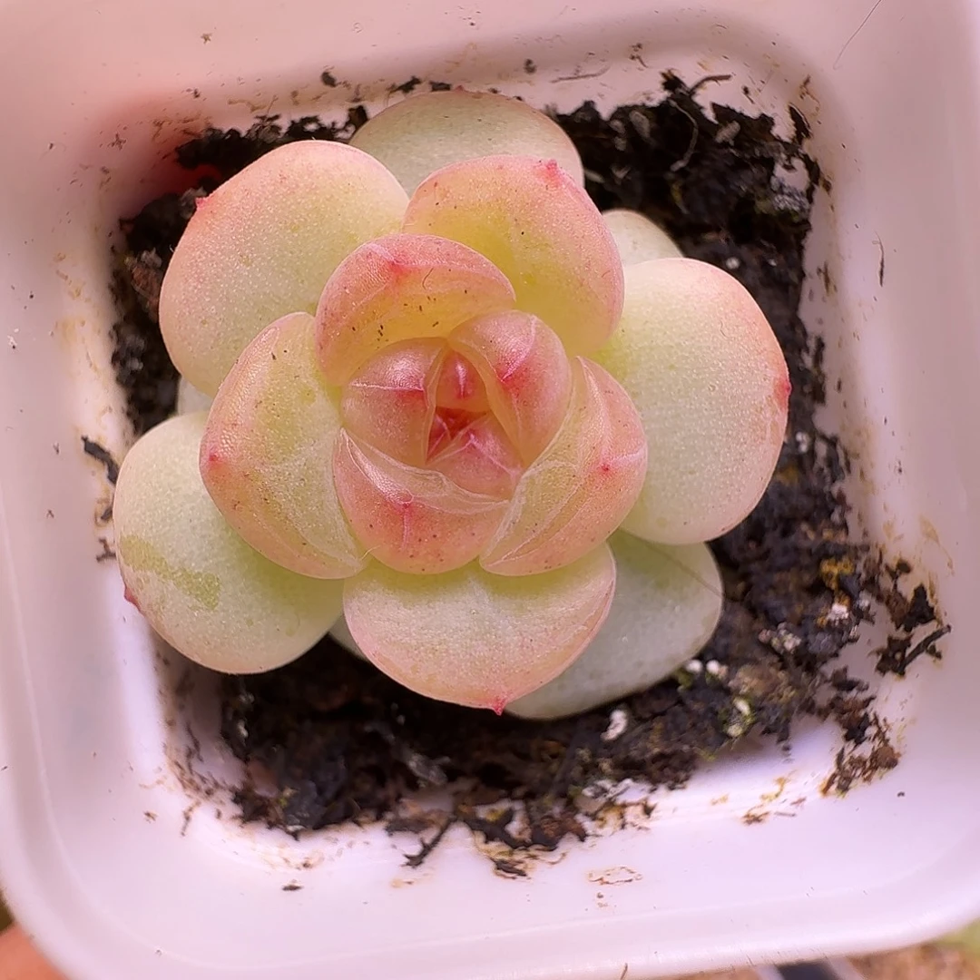 甜心青梅一物一拍