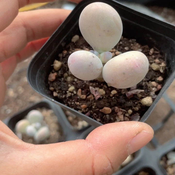 彩虹奶满18包邮随机发满18包邮