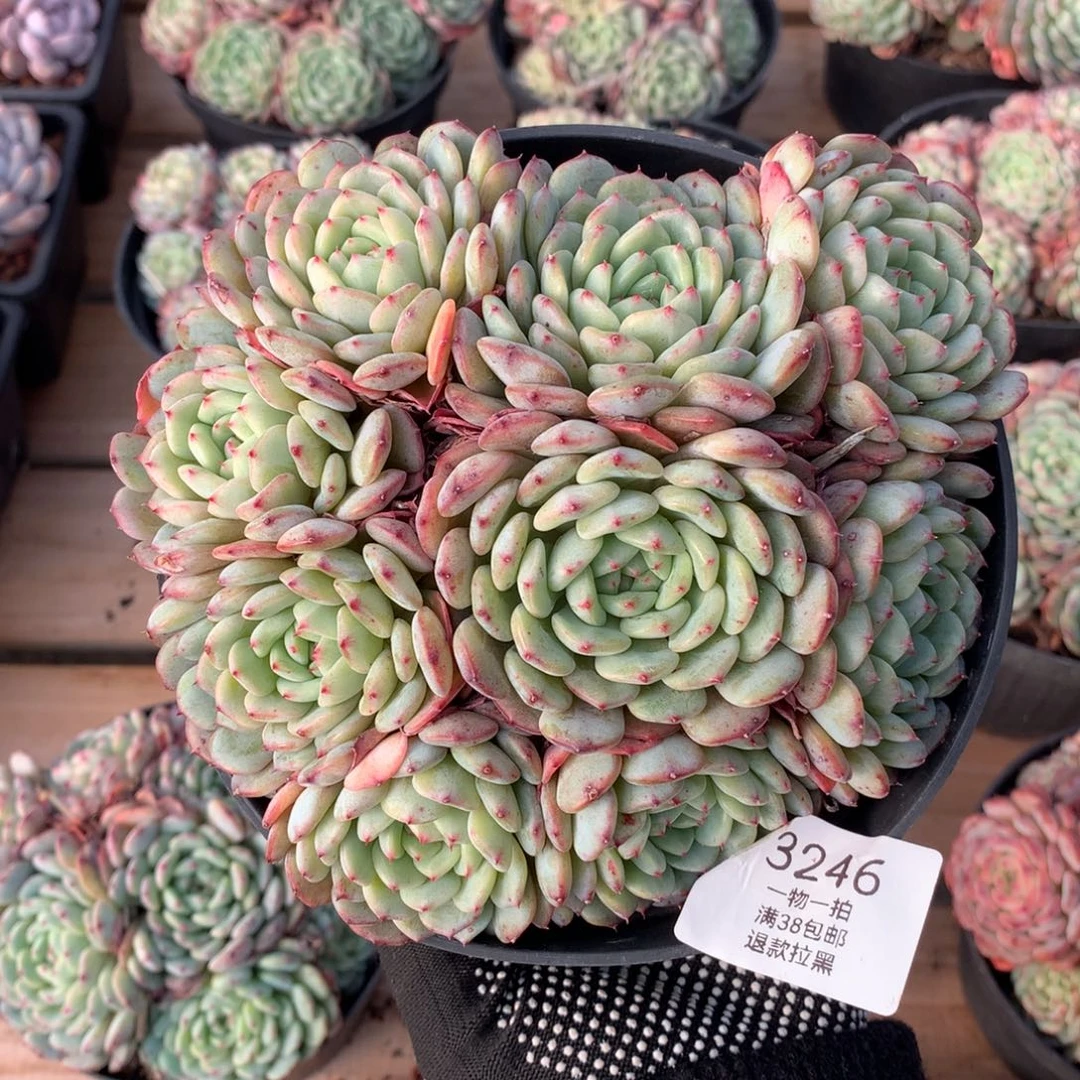 16厘米九头有砍白胖子3246