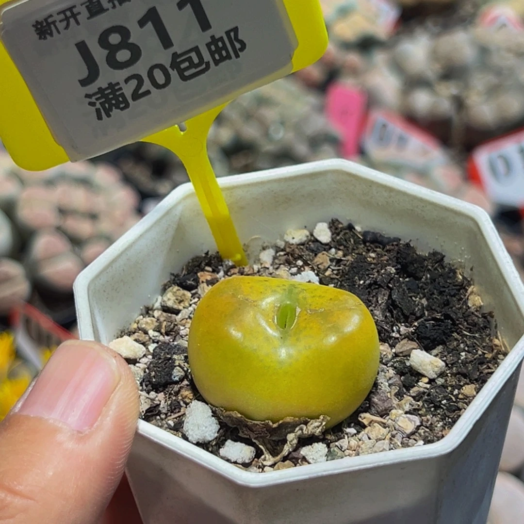 811 生石花大群生一物一拍