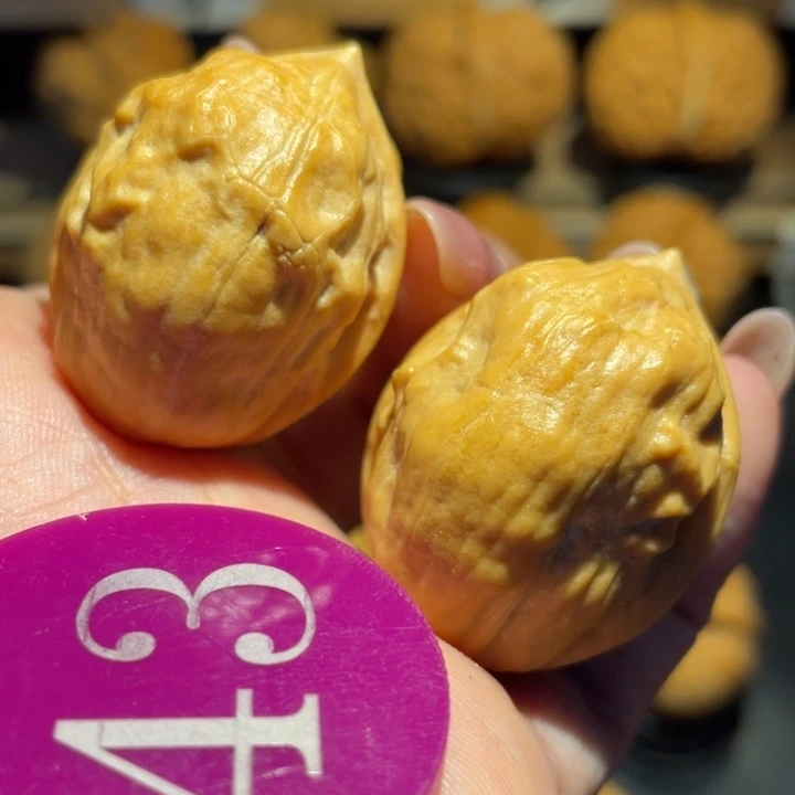 甲壳虫核桃尺寸32