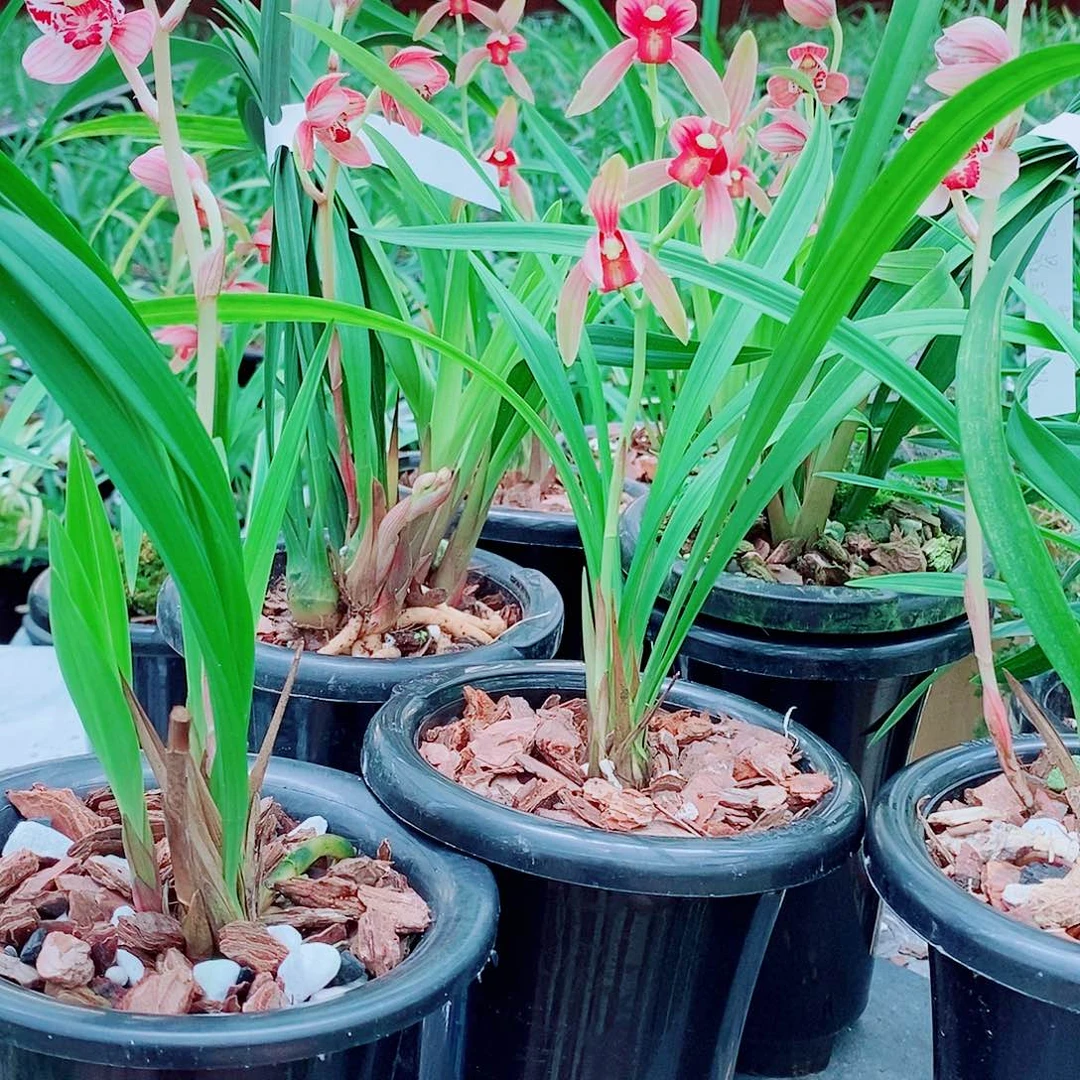 兰***叶全部花苞一物一拍漂亮开花