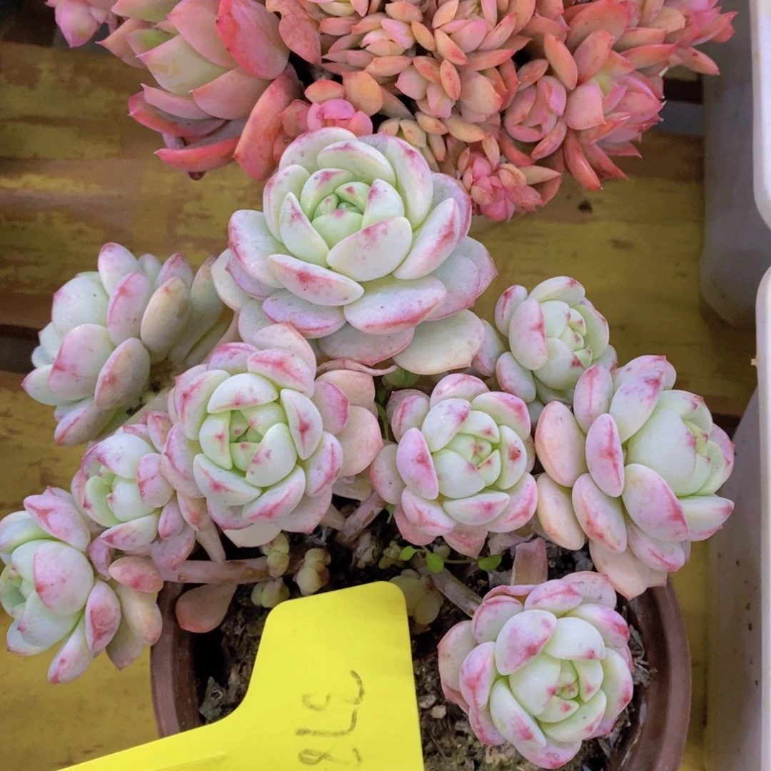 清货专场，满5宋1了