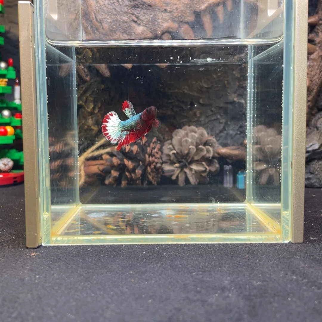 斗鱼十二月十四日竞价