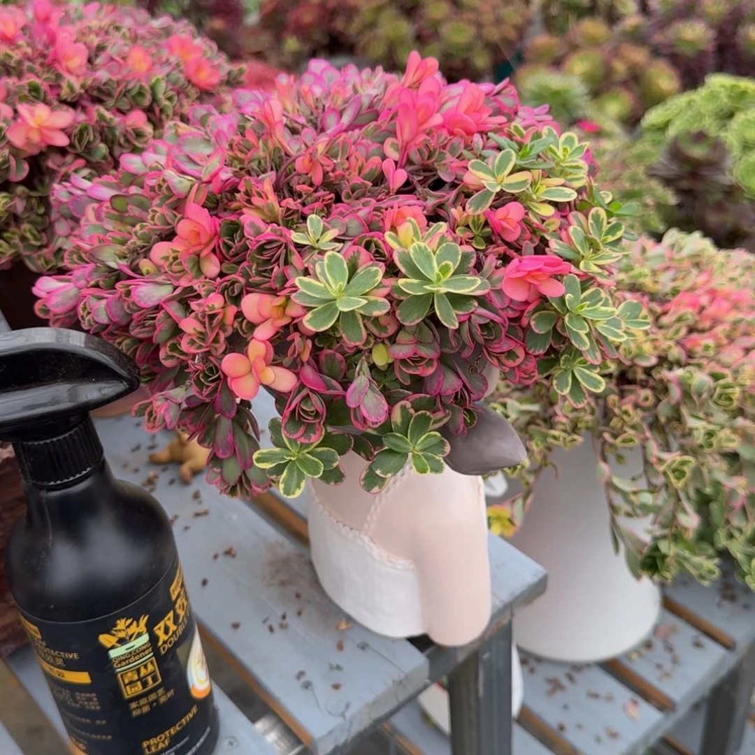 小*儿多肉植物太阳花锦福袋