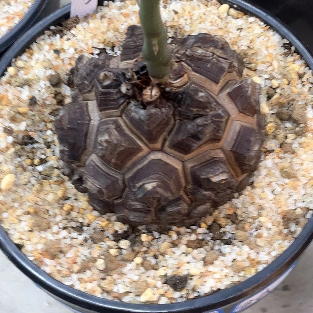 C***z潮流植物精品剑甲南非龟，8903