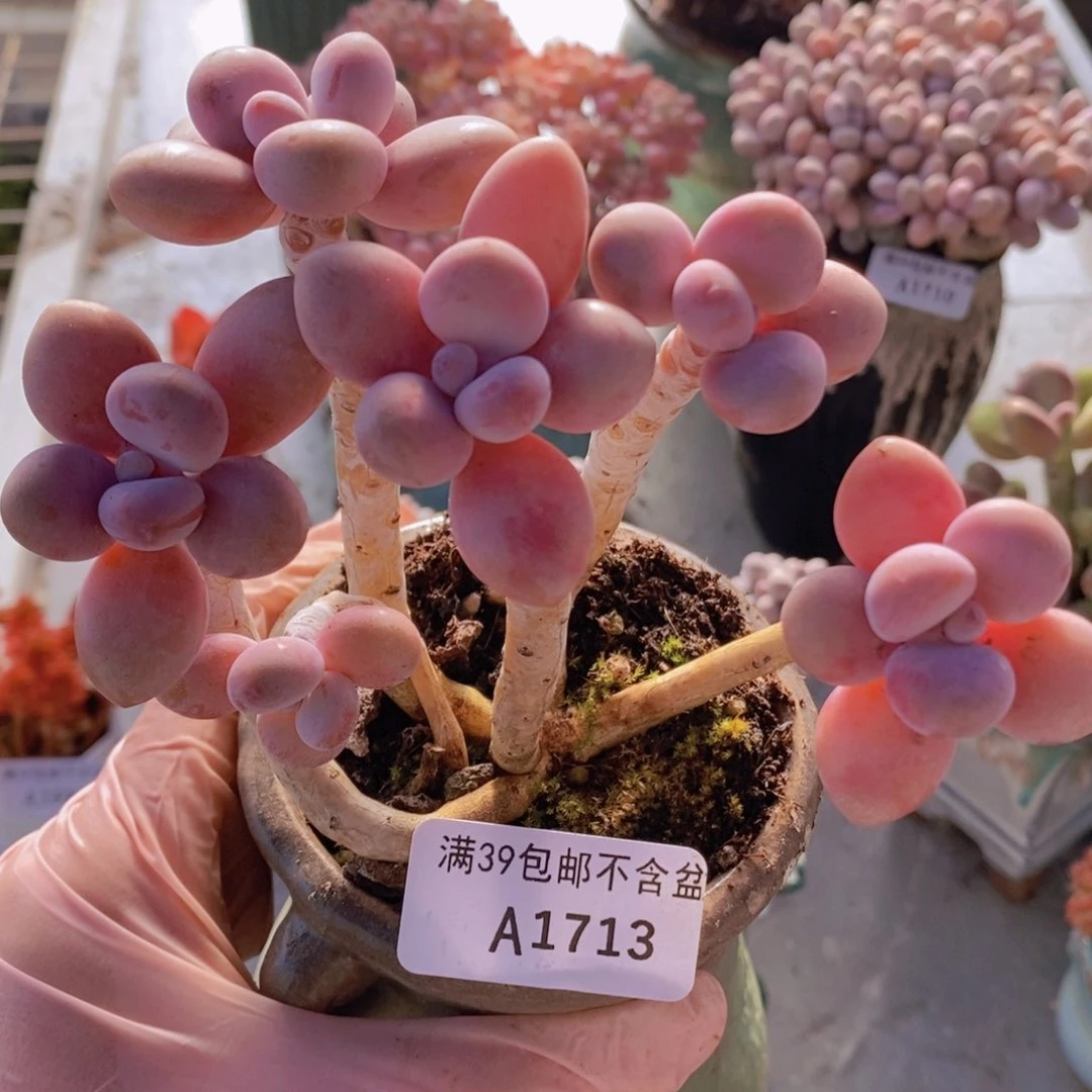 糖果桃蛋老桩10cm1713多肉植物