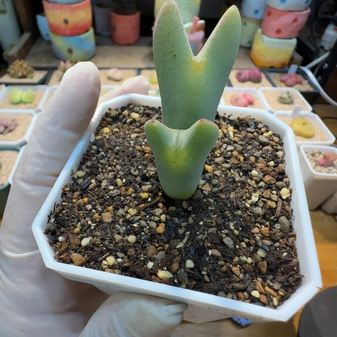 红陶?**?当然当然当然地铁