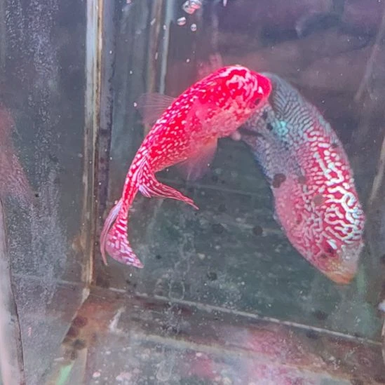 罗汉鱼222222222222