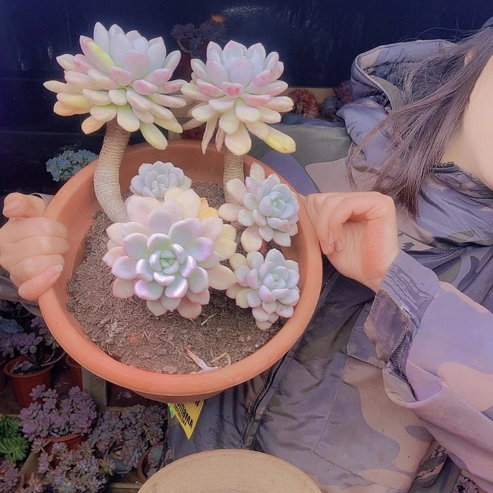 笑***虎花斑露变异品老桩多肉