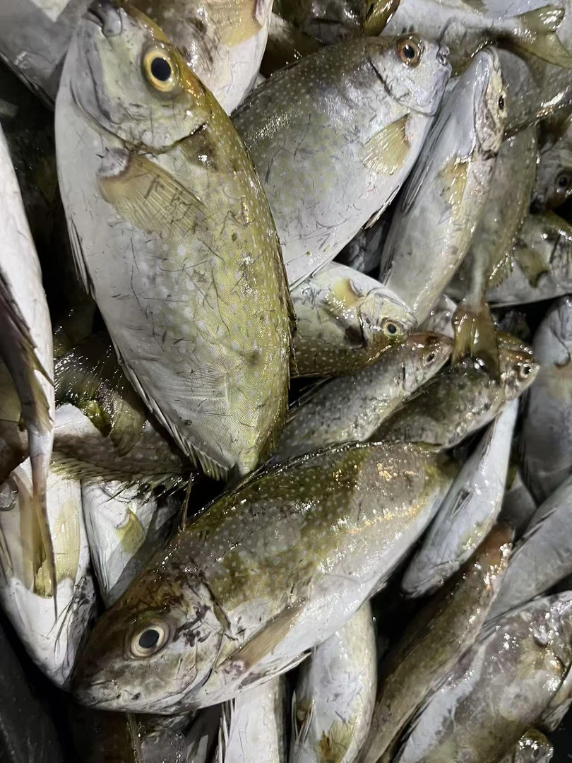 汕尾野生泥猛鱼纯天然野生海捕 质嫩滑细膩鲜甜无杂刺 冷链包邮