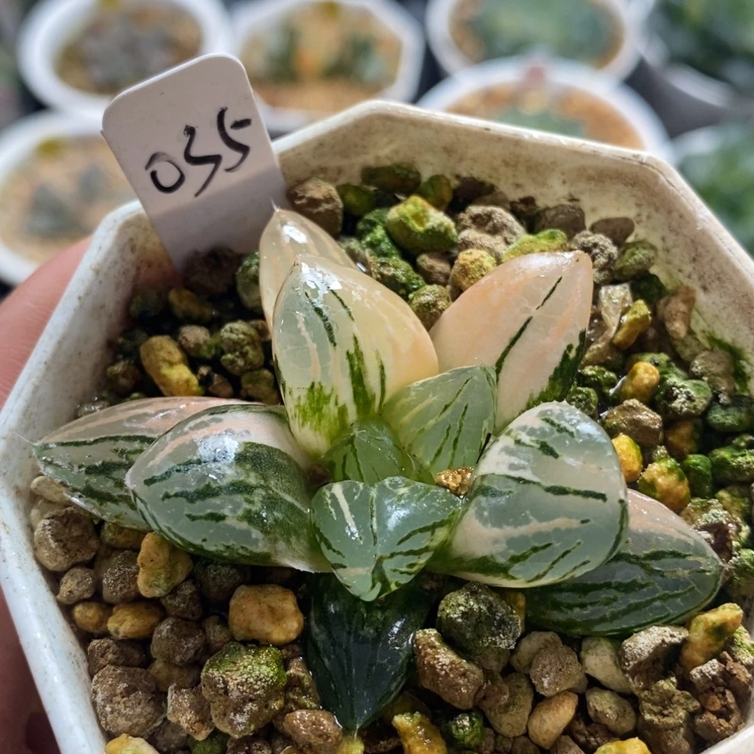 35玉潭寿锦十二卷多肉植物