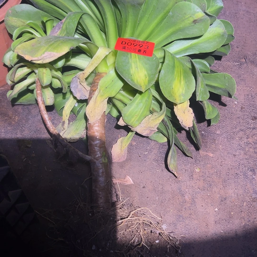 00993香炉盘中班、多肉植物