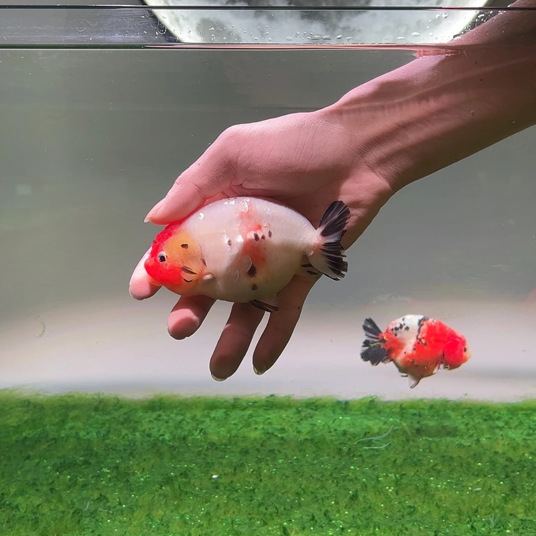狮头鱼木木与兰寿金鱼