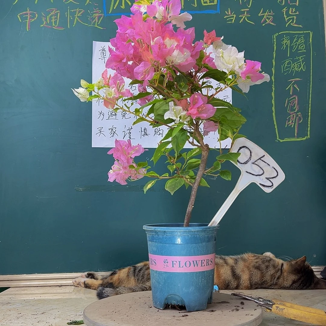 当前无花栽培后可以开花金心橙白 053