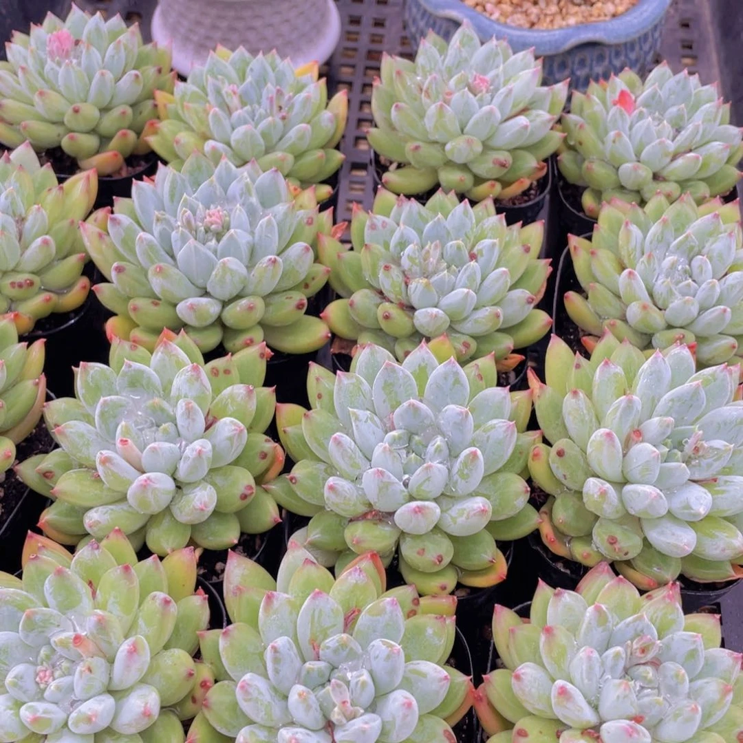 量拍30号 如雪美人单头一个