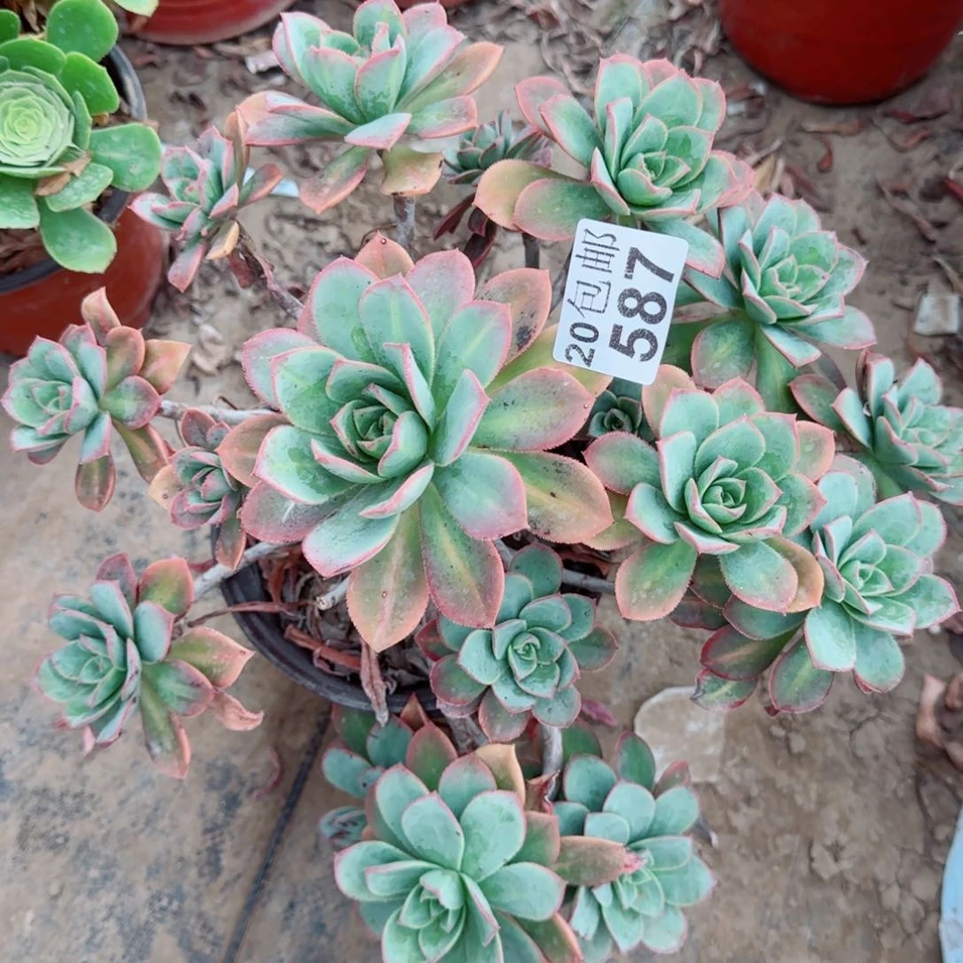 星灿多肉587满20包邮断枝不包瑕疵