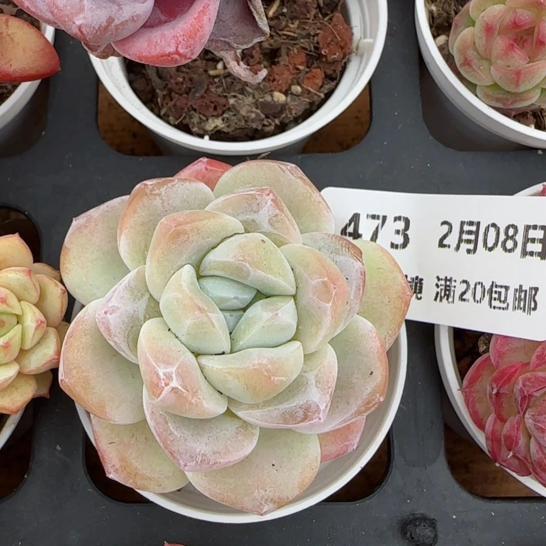 花语逸镜0208-473